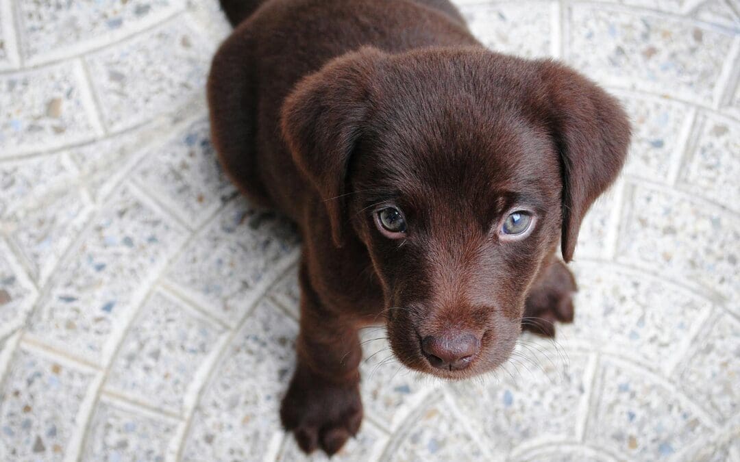 Ontdek de voordelen van onze Puppy brokken